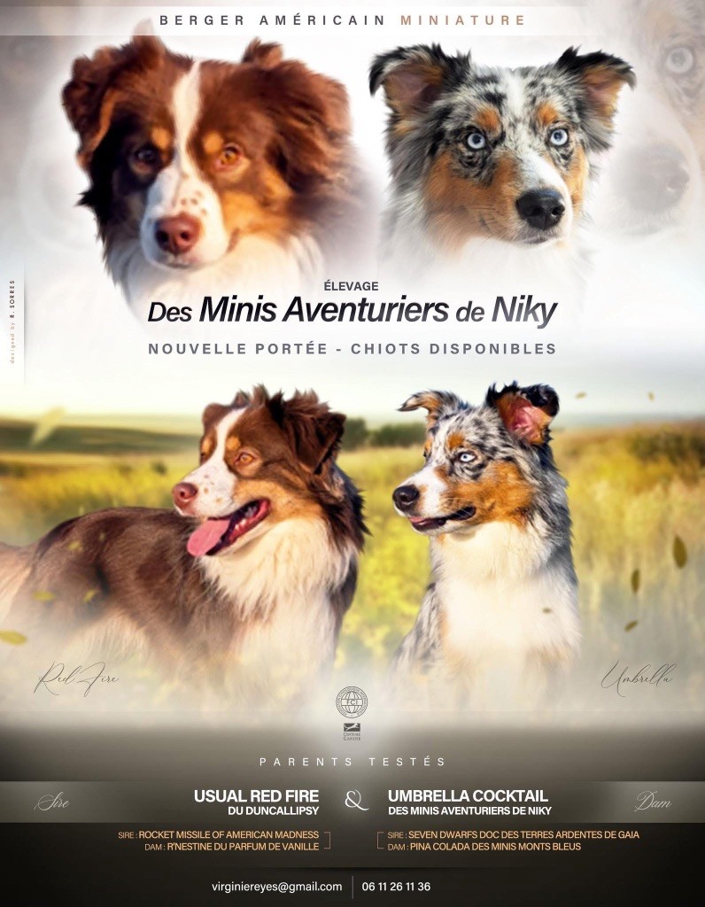 Chiots disponibles en août 
