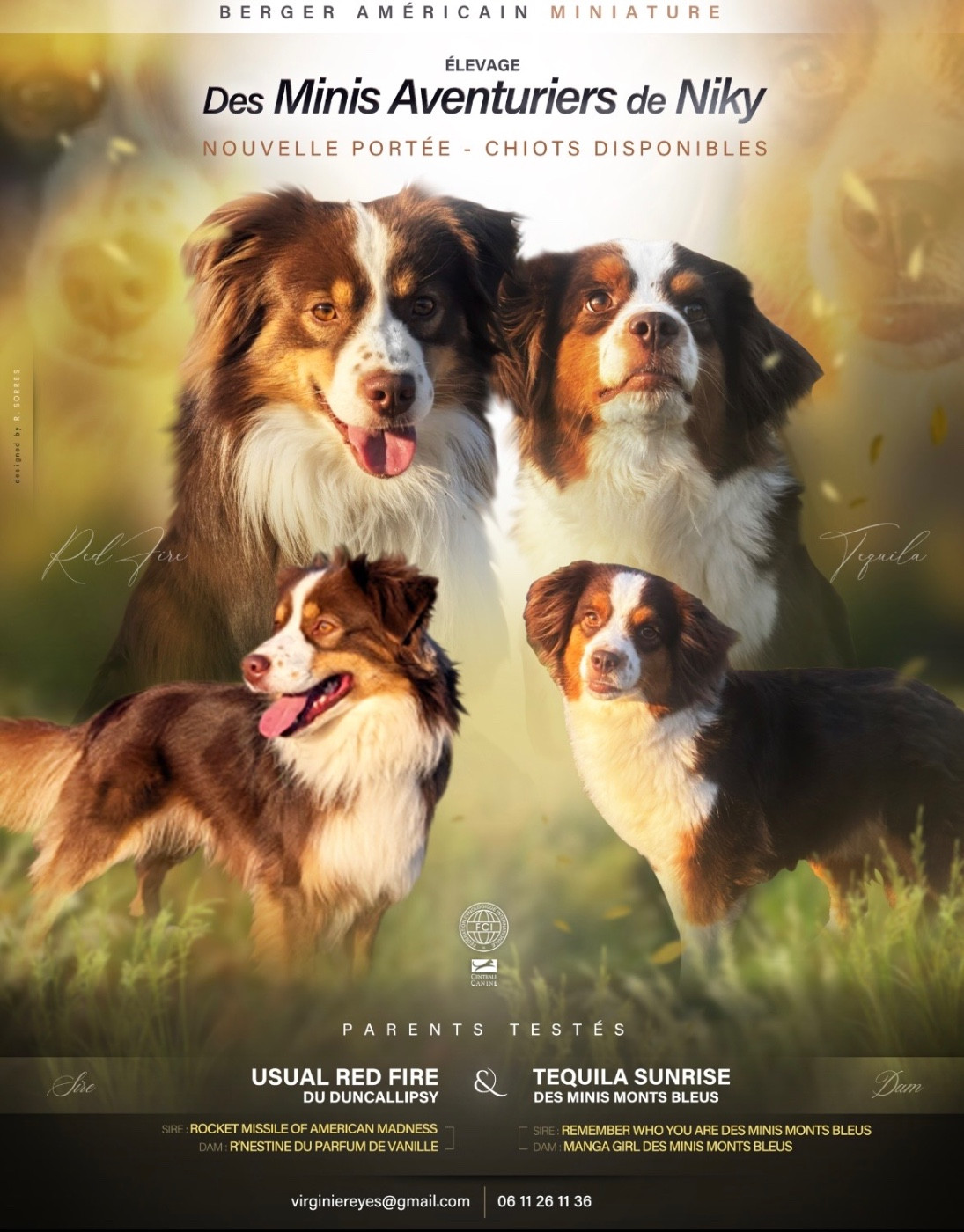Chiots disponible à partir du 27 juillet