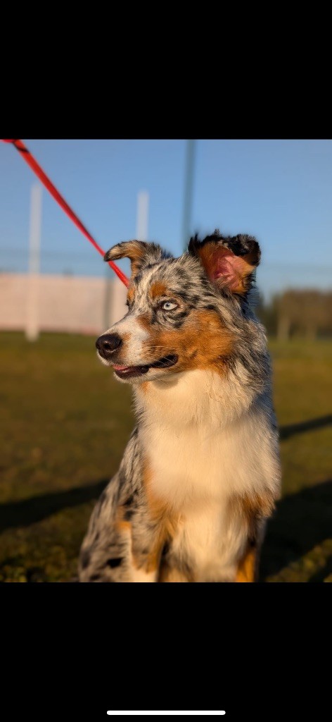 Des Minis Aventuriers De Niky - Chiots disponibles en août 
