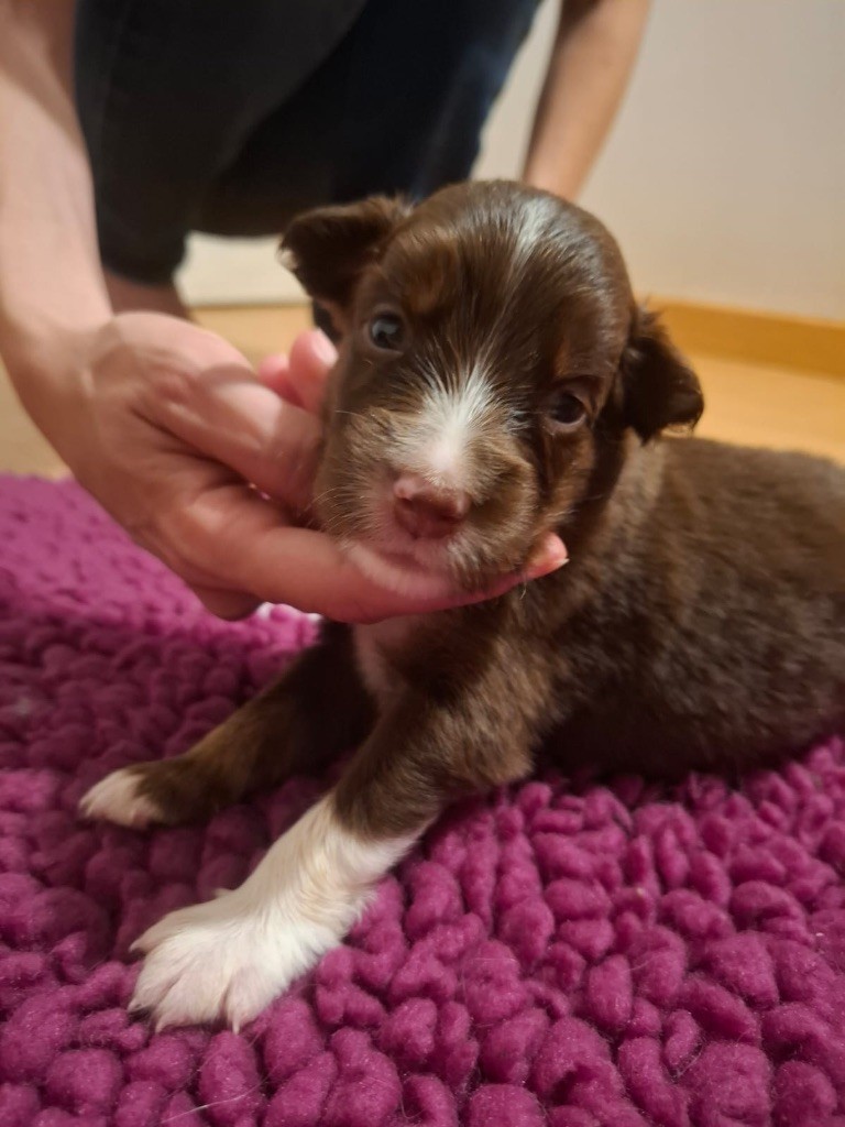 Des Minis Aventuriers De Niky - Chiots disponibles - Berger Américain Miniature 