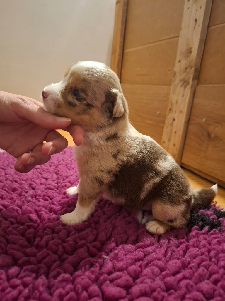 Des Minis Aventuriers De Niky - Chiots disponibles - Berger Américain Miniature 