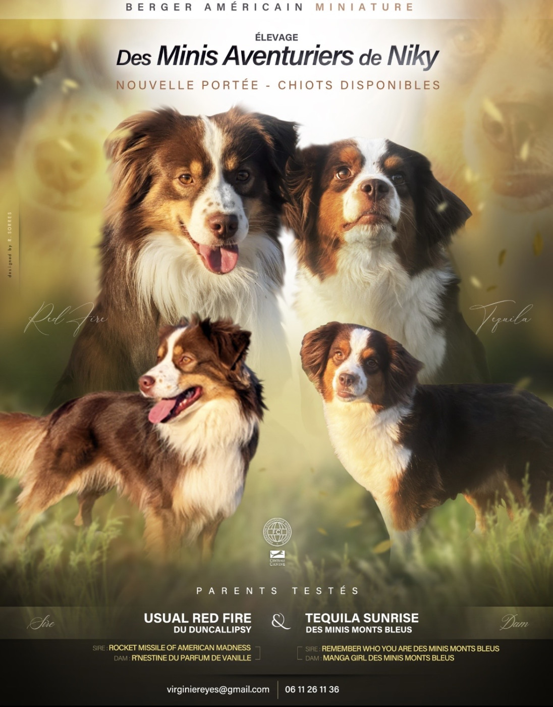 Chiot Berger Américain Miniature  Des Minis Aventuriers De Niky