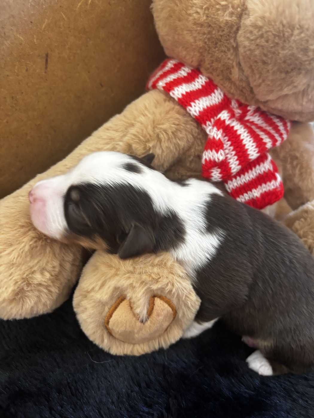 Des Minis Aventuriers De Niky - Chiots disponibles - Berger Américain Miniature 
