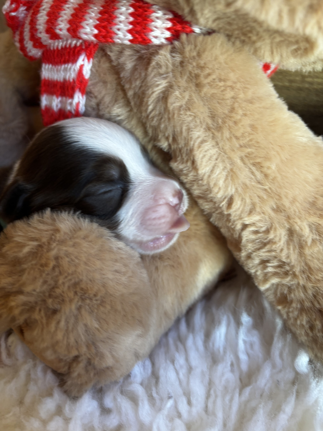 Des Minis Aventuriers De Niky - Chiots disponibles - Berger Américain Miniature 
