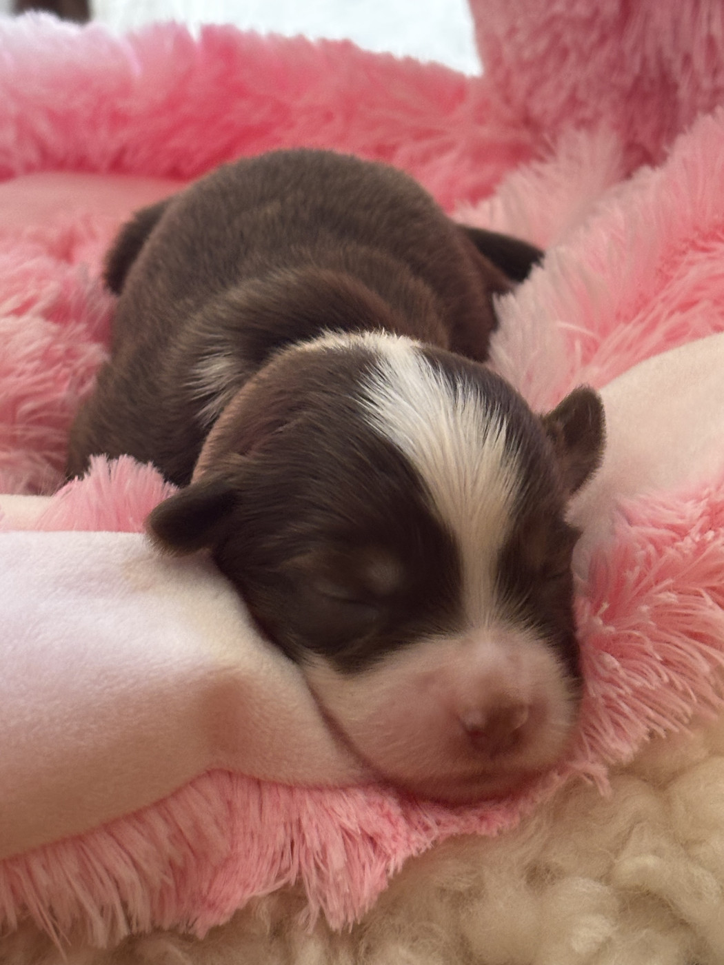 Des Minis Aventuriers De Niky - Chiots disponibles - Berger Américain Miniature 