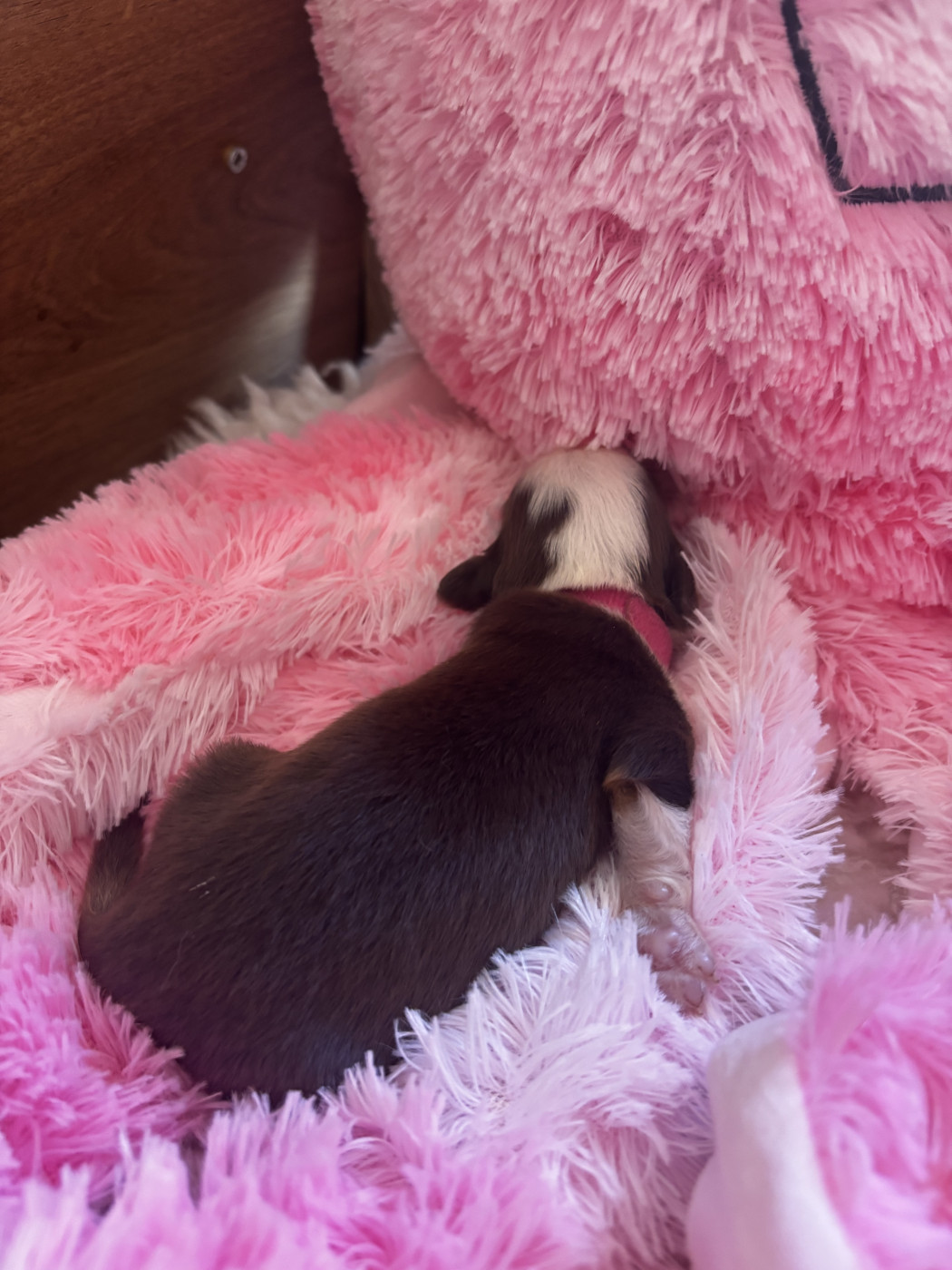 Des Minis Aventuriers De Niky - Chiots disponibles - Berger Américain Miniature 