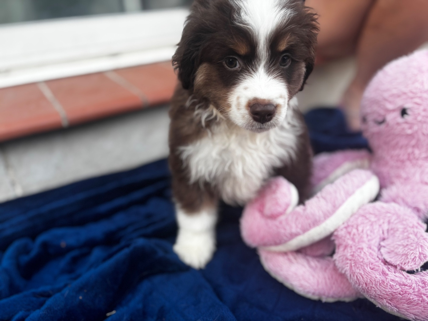 Des Minis Aventuriers De Niky - Chiots disponibles - Berger Américain Miniature 