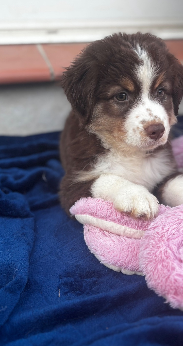Des Minis Aventuriers De Niky - Chiots disponibles - Berger Américain Miniature 