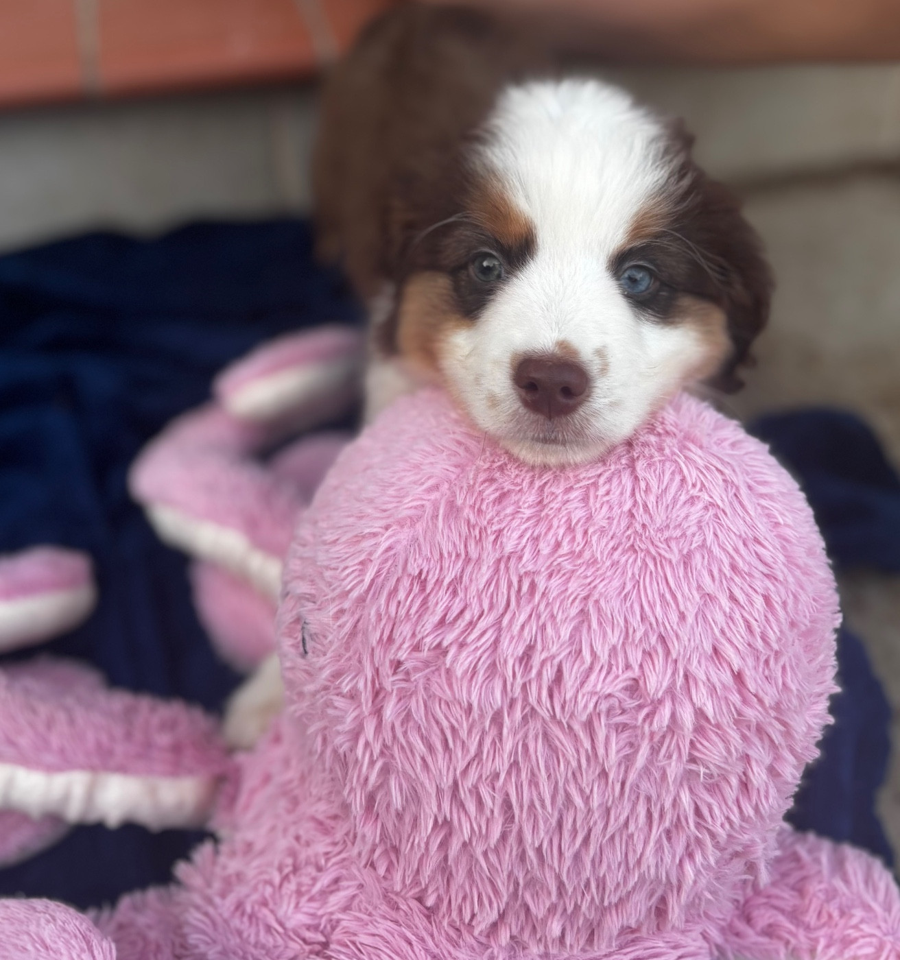 Des Minis Aventuriers De Niky - Chiots disponibles - Berger Américain Miniature 