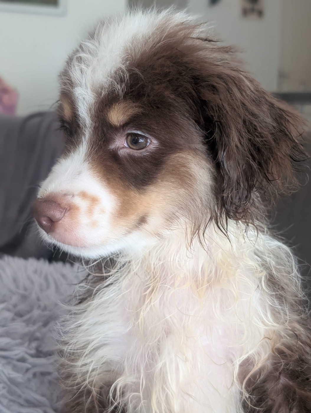 Des Minis Aventuriers De Niky - Chiots disponibles - Berger Américain Miniature 