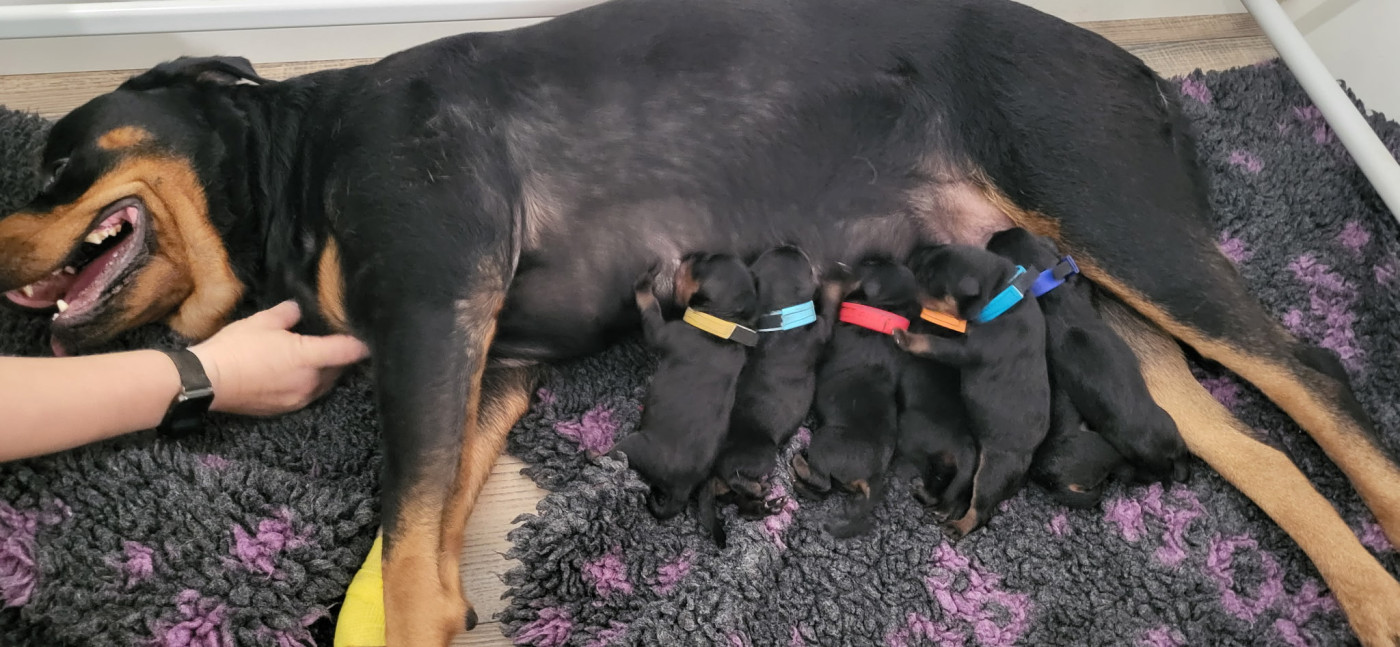 Chiot Rottweiler Des Minis Aventuriers De Niky