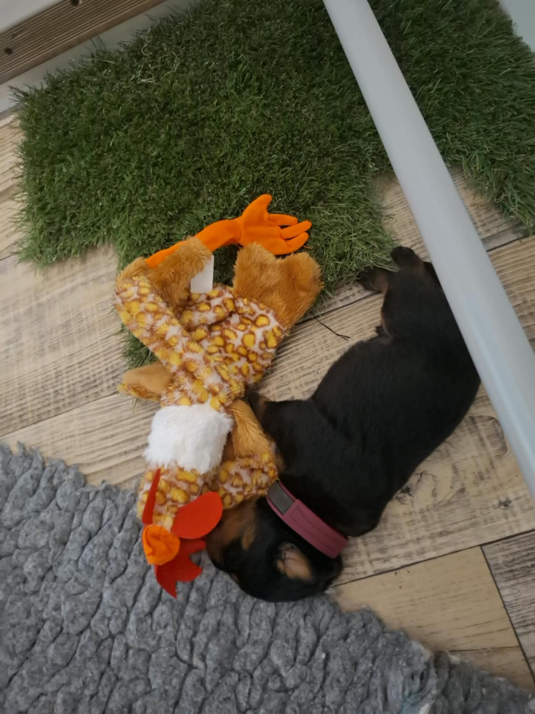 Des Minis Aventuriers De Niky - Chiots disponibles - Rottweiler