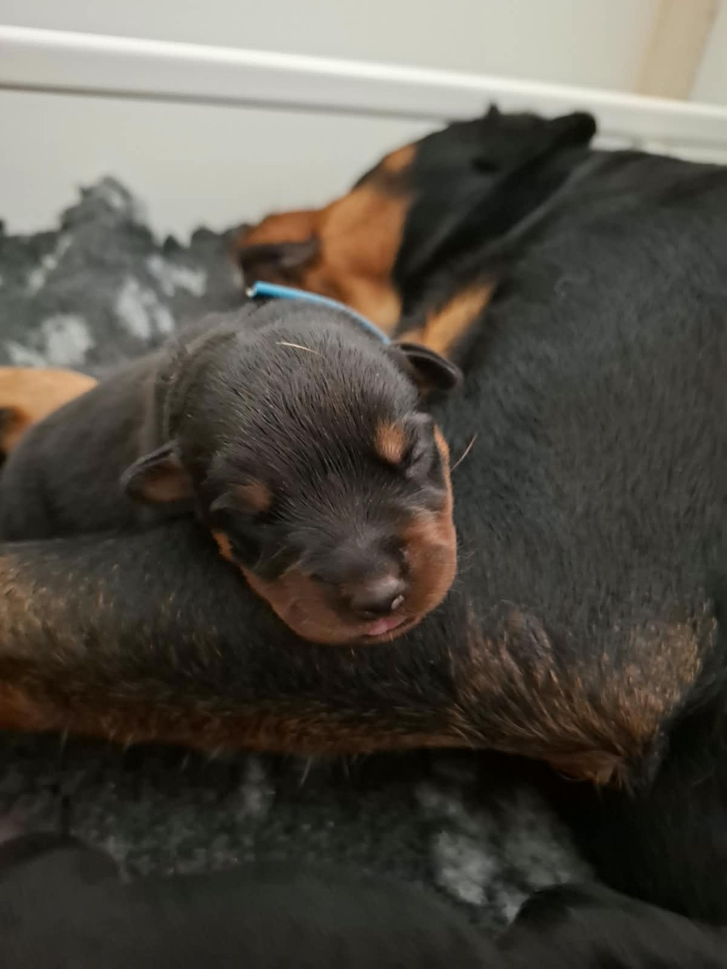 Des Minis Aventuriers De Niky - Chiots disponibles - Rottweiler