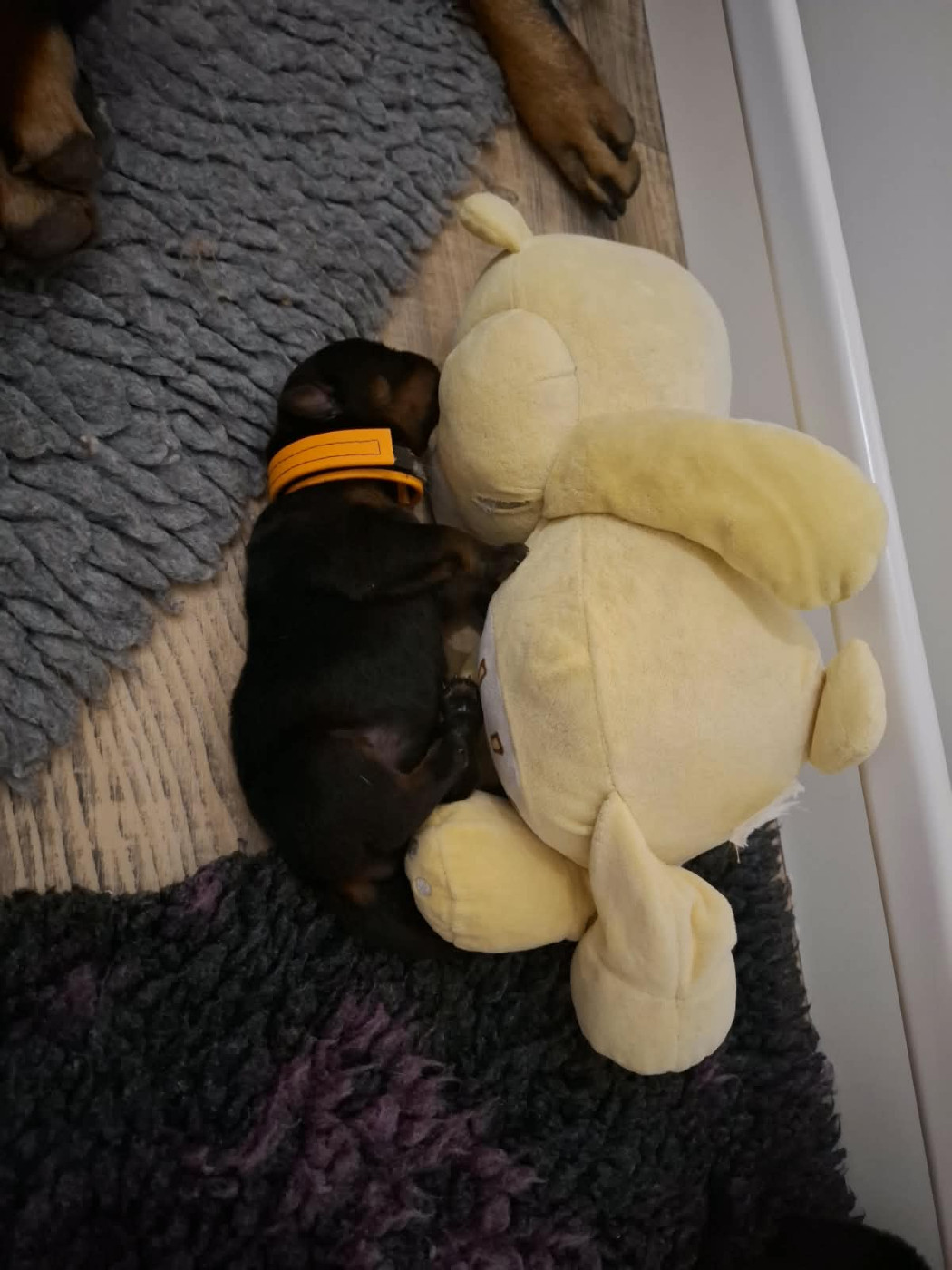Des Minis Aventuriers De Niky - Chiots disponibles - Rottweiler