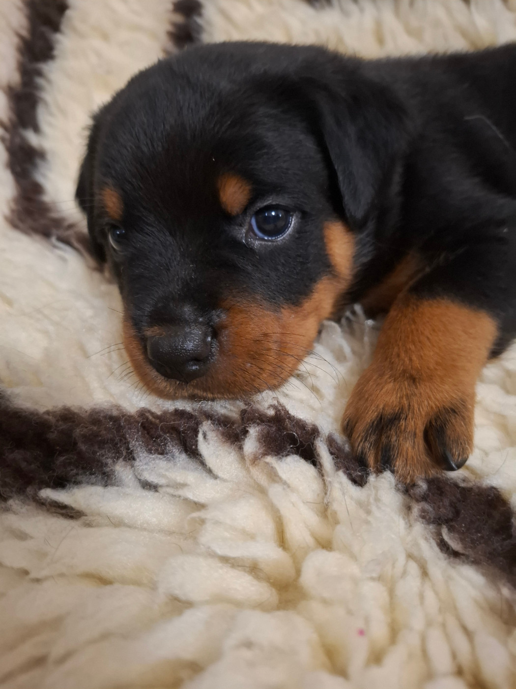 Des Minis Aventuriers De Niky - Chiots disponibles - Rottweiler