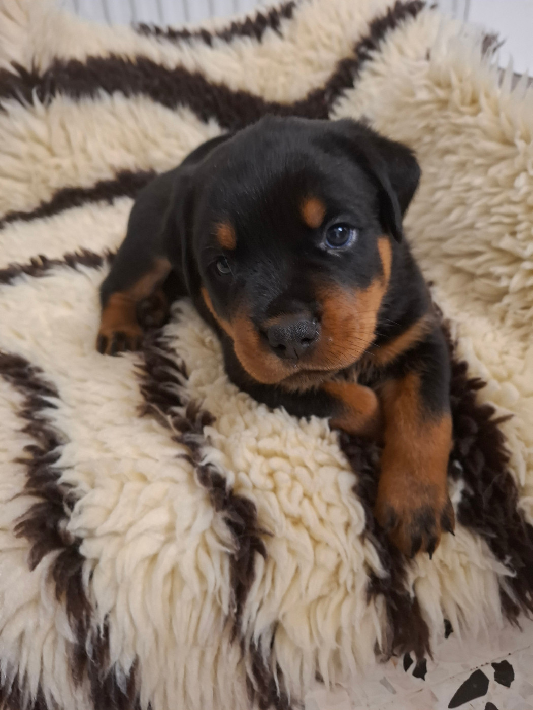 Des Minis Aventuriers De Niky - Chiots disponibles - Rottweiler