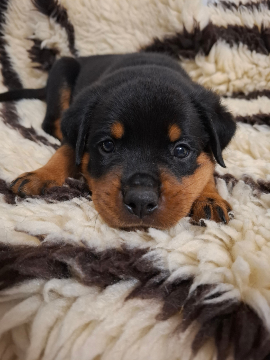 Des Minis Aventuriers De Niky - Chiots disponibles - Rottweiler