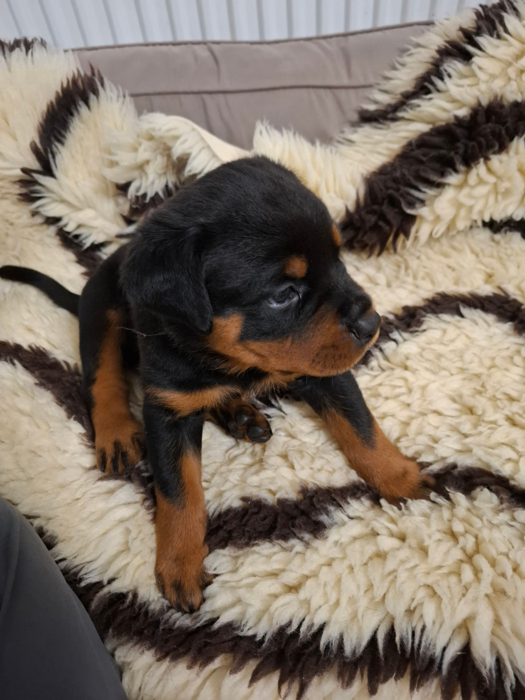 Des Minis Aventuriers De Niky - Chiots disponibles - Rottweiler