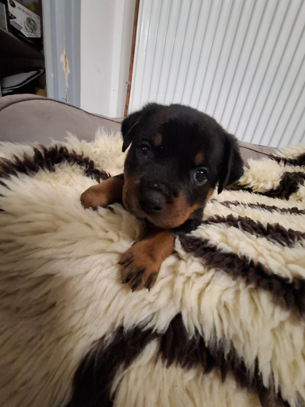 Des Minis Aventuriers De Niky - Chiots disponibles - Rottweiler