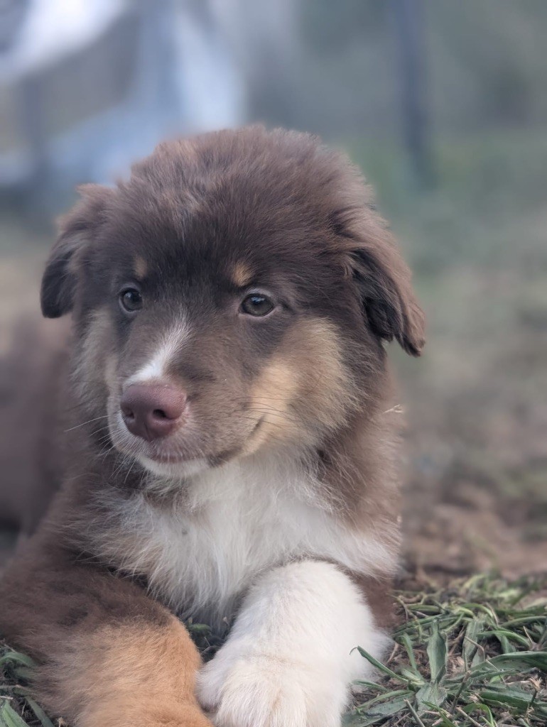 Des Minis Aventuriers De Niky - Chiots disponibles - Berger Américain Miniature 