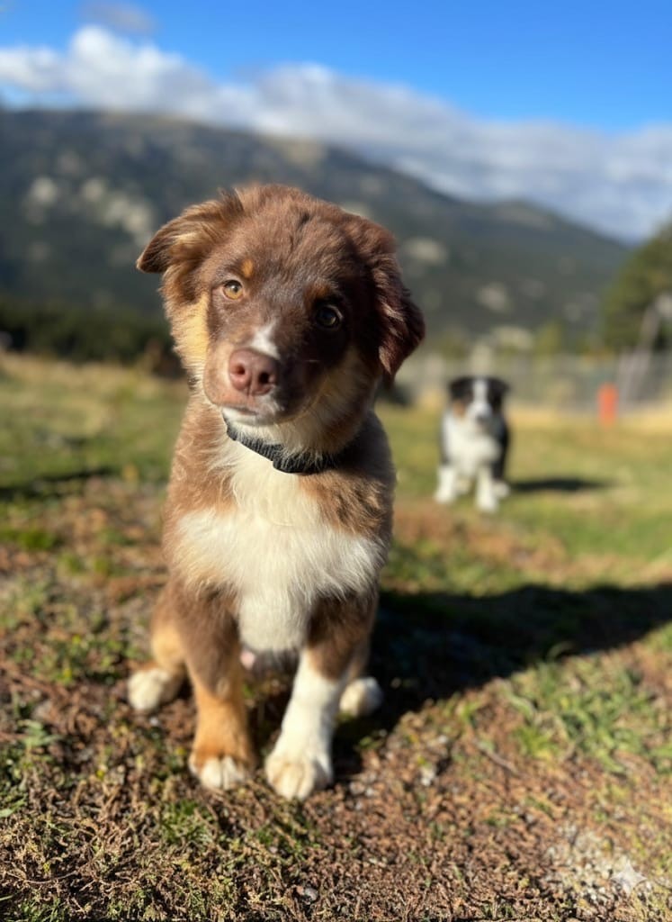 Des Minis Aventuriers De Niky - Chiots disponibles - Berger Américain Miniature 