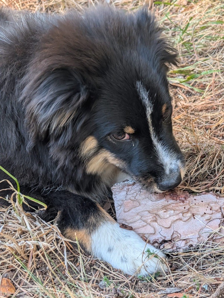 Des Minis Aventuriers De Niky - Chiots disponibles - Berger Américain Miniature 