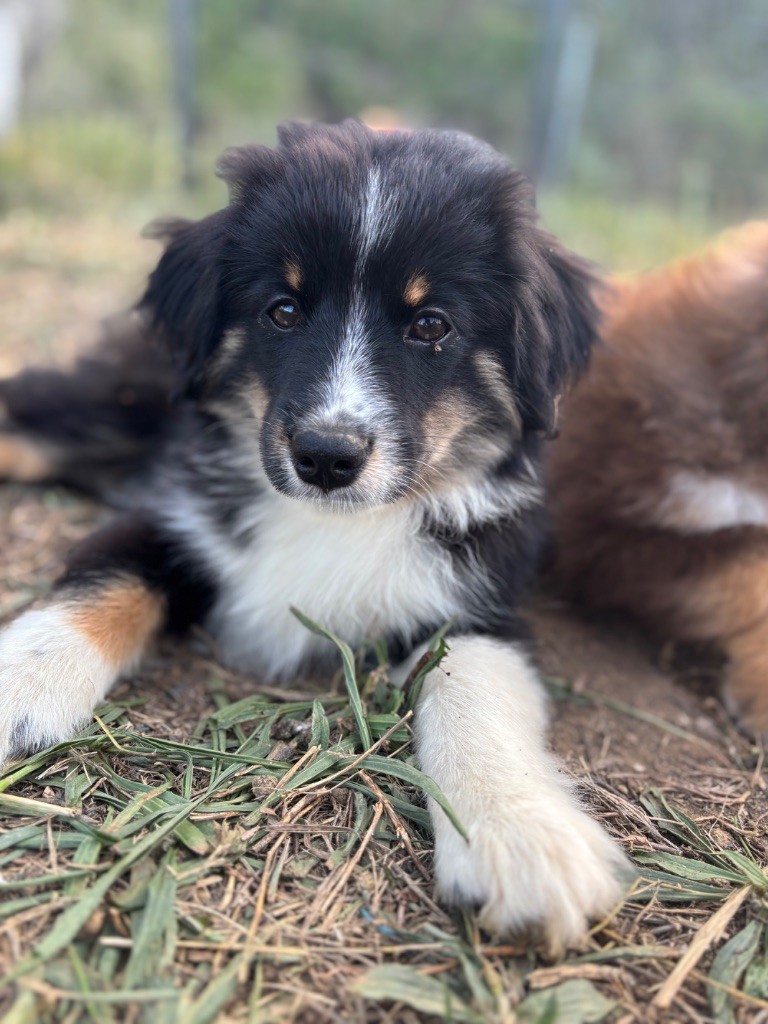 Des Minis Aventuriers De Niky - Chiots disponibles - Berger Américain Miniature 