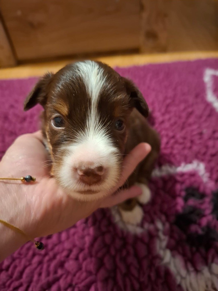 Des Minis Aventuriers De Niky - Chiots disponibles - Berger Américain Miniature 