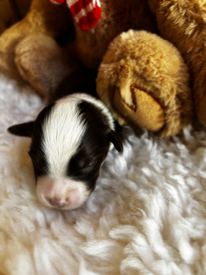 Chiot N°2