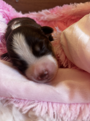 Chiot N°6