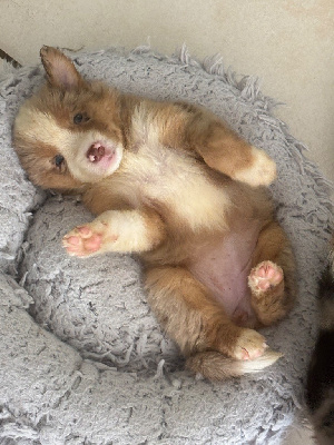 CHIOT