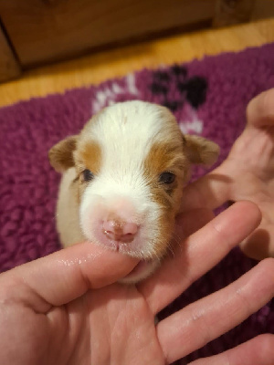 CHIOT