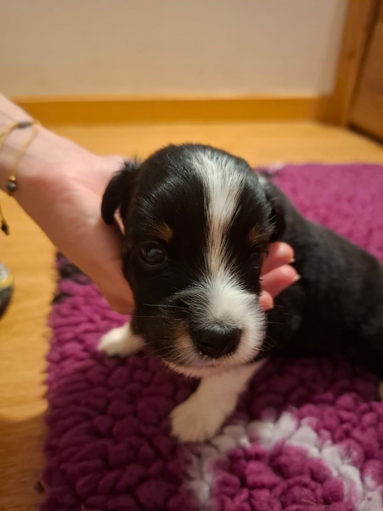 Des Minis Aventuriers De Niky - Chiots disponibles - Berger Américain Miniature 